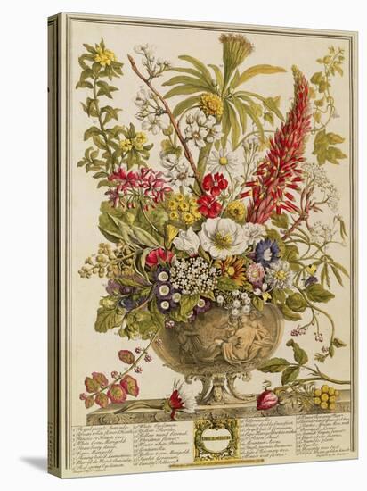 December, from 'twelve Months of Flowers' by Robert Furber (C.1674-1756) Engraved by Henry Fletcher-Pieter Casteels-Stretched Canvas