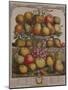 December, from 'Twelve Months of Fruits'-Pieter Casteels-Mounted Giclee Print