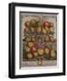 December, from 'Twelve Months of Fruits'-Pieter Casteels-Framed Giclee Print