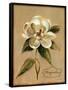 December Magnolia Vintage-Silvia Vassileva-Framed Stretched Canvas