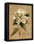 December Magnolia Vintage-Silvia Vassileva-Framed Stretched Canvas