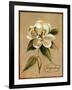December Magnolia Vintage-Silvia Vassileva-Framed Art Print