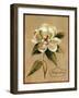 December Magnolia Vintage-Silvia Vassileva-Framed Art Print