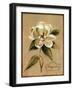 December Magnolia Vintage-Silvia Vassileva-Framed Art Print