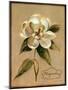 December Magnolia Vintage-Silvia Vassileva-Mounted Art Print