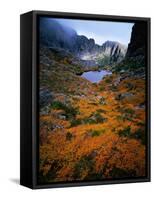 Deciduous Beech on Tasmania's West Coast Range, Tasmania, Australia-Rob Blakers-Framed Stretched Canvas