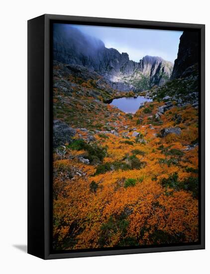 Deciduous Beech on Tasmania's West Coast Range, Tasmania, Australia-Rob Blakers-Framed Stretched Canvas