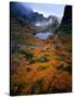 Deciduous Beech on Tasmania's West Coast Range, Tasmania, Australia-Rob Blakers-Stretched Canvas