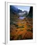 Deciduous Beech on Tasmania's West Coast Range, Tasmania, Australia-Rob Blakers-Framed Photographic Print