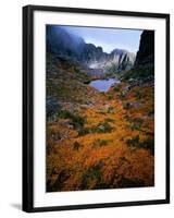 Deciduous Beech on Tasmania's West Coast Range, Tasmania, Australia-Rob Blakers-Framed Photographic Print