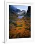 Deciduous Beech on Tasmania's West Coast Range, Tasmania, Australia-Rob Blakers-Framed Photographic Print