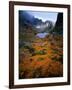 Deciduous Beech on Tasmania's West Coast Range, Tasmania, Australia-Rob Blakers-Framed Photographic Print