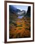 Deciduous Beech on Tasmania's West Coast Range, Tasmania, Australia-Rob Blakers-Framed Photographic Print