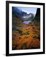 Deciduous Beech on Tasmania's West Coast Range, Tasmania, Australia-Rob Blakers-Framed Photographic Print