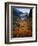 Deciduous Beech on Tasmania's West Coast Range, Tasmania, Australia-Rob Blakers-Framed Photographic Print