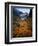 Deciduous Beech on Tasmania's West Coast Range, Tasmania, Australia-Rob Blakers-Framed Photographic Print