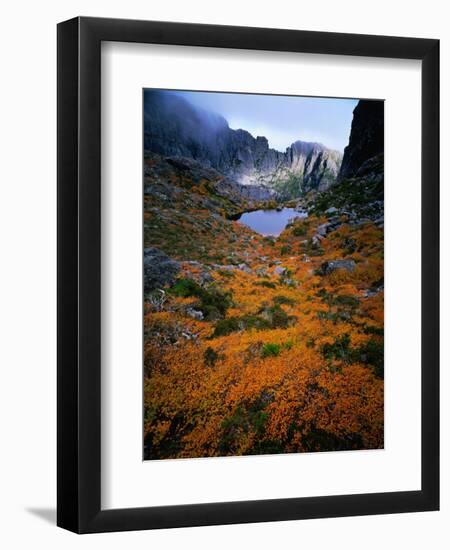 Deciduous Beech on Tasmania's West Coast Range, Tasmania, Australia-Rob Blakers-Framed Photographic Print