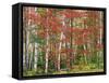 Deciduous Forest, Birches, Autumn-Thonig-Framed Stretched Canvas