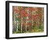 Deciduous Forest, Birches, Autumn-Thonig-Framed Photographic Print