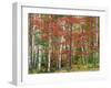 Deciduous Forest, Birches, Autumn-Thonig-Framed Photographic Print