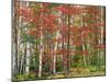 Deciduous Forest, Birches, Autumn-Thonig-Mounted Photographic Print