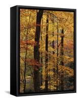 Deciduous Forest in Autumn-James Randklev-Framed Stretched Canvas