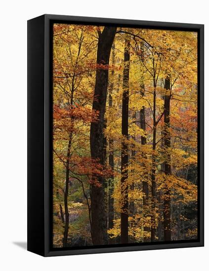 Deciduous Forest in Autumn-James Randklev-Framed Stretched Canvas