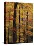 Deciduous Forest in Autumn-James Randklev-Stretched Canvas