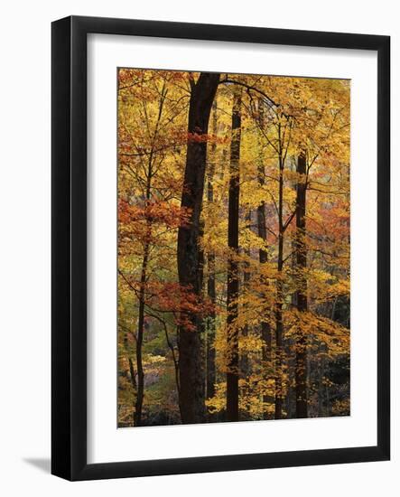 Deciduous Forest in Autumn-James Randklev-Framed Photographic Print