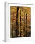 Deciduous Forest in Autumn-James Randklev-Framed Photographic Print