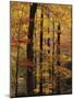 Deciduous Forest in Autumn-James Randklev-Mounted Photographic Print