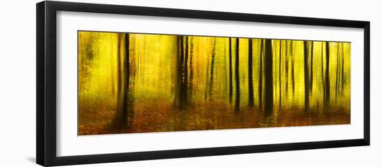Deciduous Forest in Full Autumn Colours, Abstract Study [M-Andreas Vitting-Framed Photographic Print