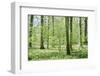 Deciduous forest with green leaves in the spring with sunshine-Axel Killian-Framed Photographic Print