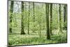 Deciduous forest with green leaves in the spring with sunshine-Axel Killian-Mounted Photographic Print