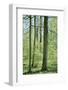 Deciduous forest with green leaves in the spring with sunshine-Axel Killian-Framed Photographic Print