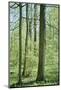 Deciduous forest with green leaves in the spring with sunshine-Axel Killian-Mounted Photographic Print