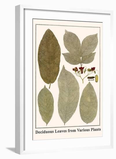 Deciduous Leaves from Various Plants-Albertus Seba-Framed Art Print