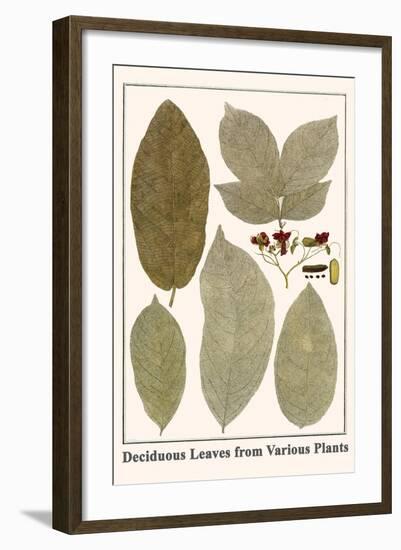 Deciduous Leaves from Various Plants-Albertus Seba-Framed Art Print