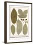 Deciduous Leaves from Various Plants-Albertus Seba-Framed Art Print