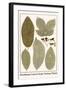 Deciduous Leaves from Various Plants-Albertus Seba-Framed Art Print