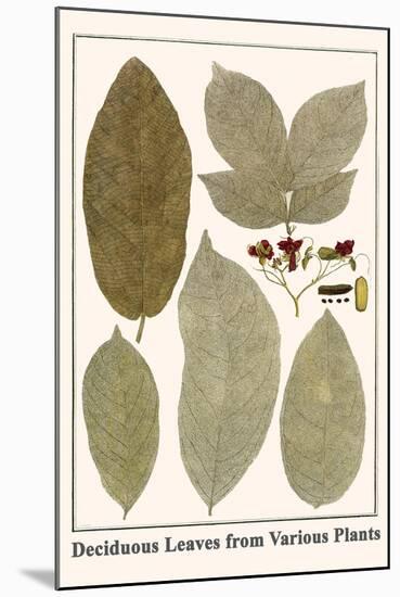 Deciduous Leaves from Various Plants-Albertus Seba-Mounted Art Print