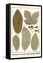 Deciduous Leaves from Various Plants-Albertus Seba-Framed Stretched Canvas