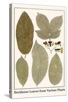 Deciduous Leaves from Various Plants-Albertus Seba-Stretched Canvas