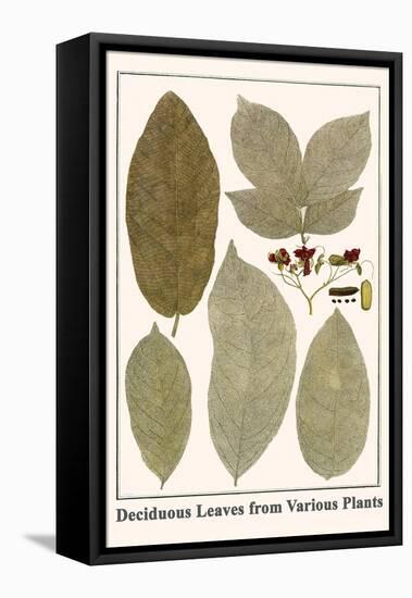 Deciduous Leaves from Various Plants-Albertus Seba-Framed Stretched Canvas