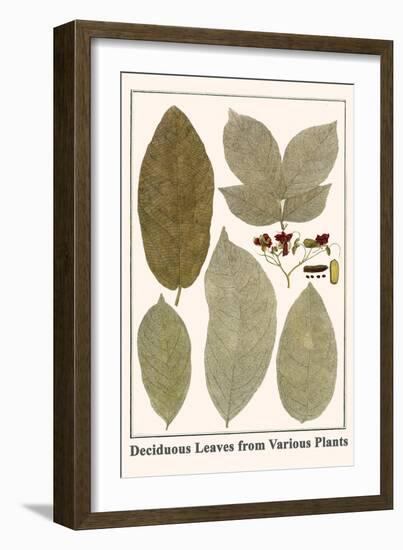 Deciduous Leaves from Various Plants-Albertus Seba-Framed Art Print