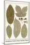 Deciduous Leaves from Various Plants-Albertus Seba-Mounted Art Print