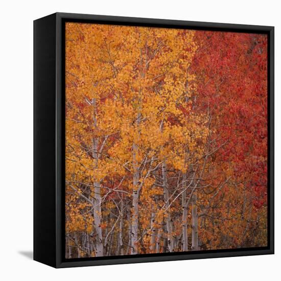 Deciduous Trees in Autumn-Micha Pawlitzki-Framed Stretched Canvas