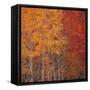 Deciduous Trees in Autumn-Micha Pawlitzki-Framed Stretched Canvas