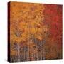 Deciduous Trees in Autumn-Micha Pawlitzki-Stretched Canvas
