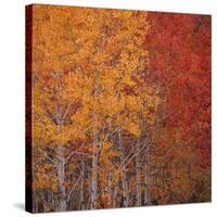 Deciduous Trees in Autumn-Micha Pawlitzki-Stretched Canvas